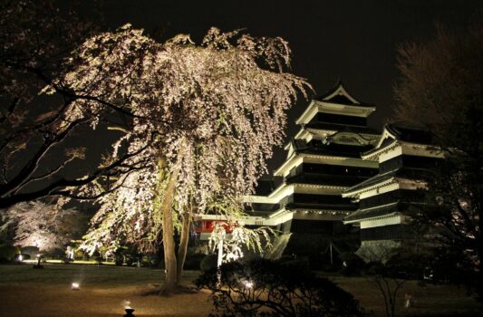 春の夜　夜桜と松本城　春の長野の風景