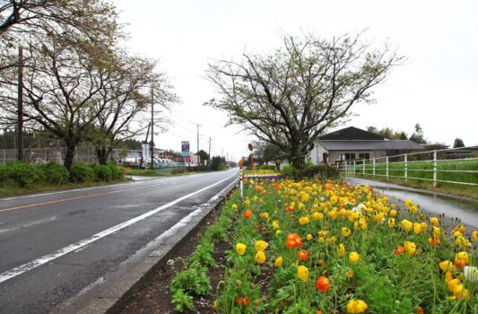 春の雨上がりの風景　春の宮崎の風景