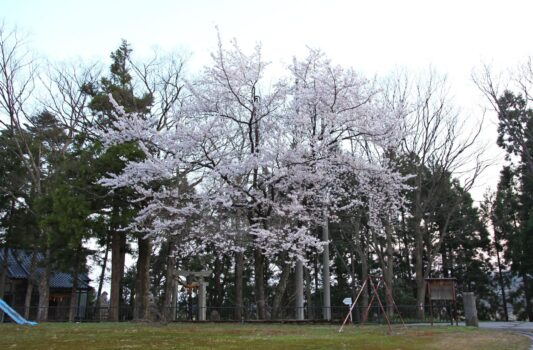 桜と刀尾神社の鳥居　春の富山の風景