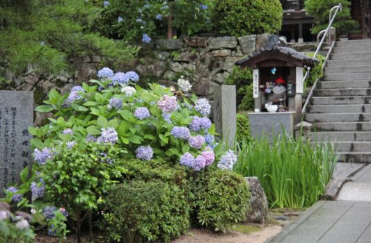 紫陽花の咲く風景　瑠璃光寺　山口の風景