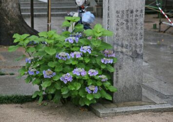 櫛田神社の紫陽花　梅雨の福岡の風景