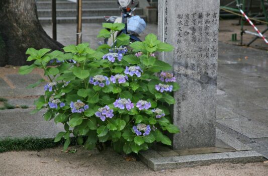 櫛田神社　梅雨の福岡の風景