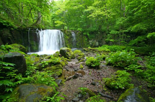 夏の奥入瀬渓流　夏の青森の風景