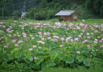夏の臼杵　ハスの花の咲く風景　夏の大分の風景
