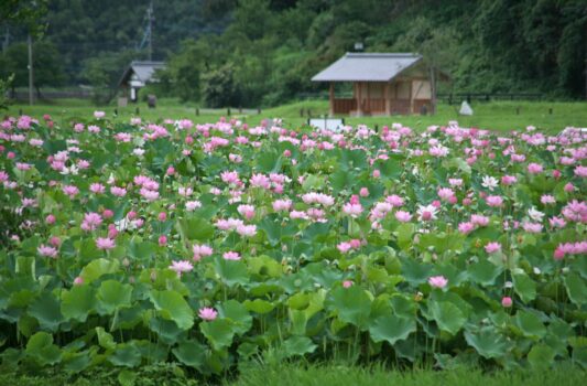 夏の臼杵　ハスの花の咲く風景　7月の大分の風景