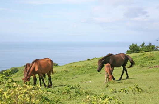 都井岬の岬馬　宮崎の風景