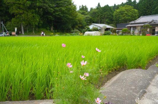 猪之頭の風景　富士宮　静岡の風景