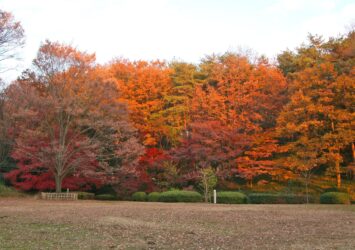 秋の森林公園　秋の埼玉の風景