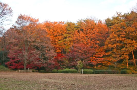 秋の森林公園　秋の埼玉の風景