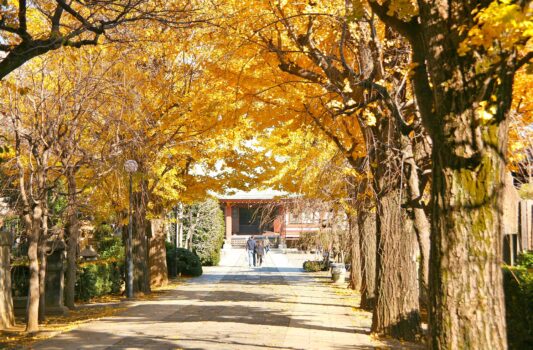 吉祥寺の参道と本堂　秋の吉祥寺　秋の東京の風景