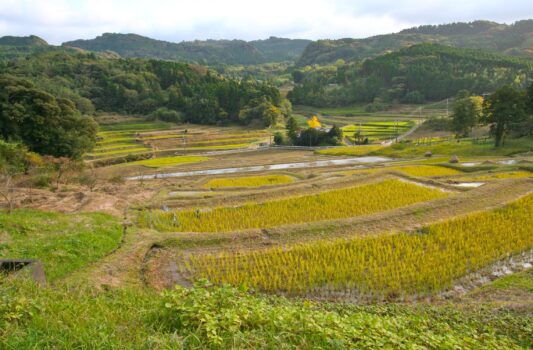 秋の大山千枚田　秋の千葉の風景