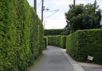 マキの生垣の続く館山の道　館山の風景　千葉の風景