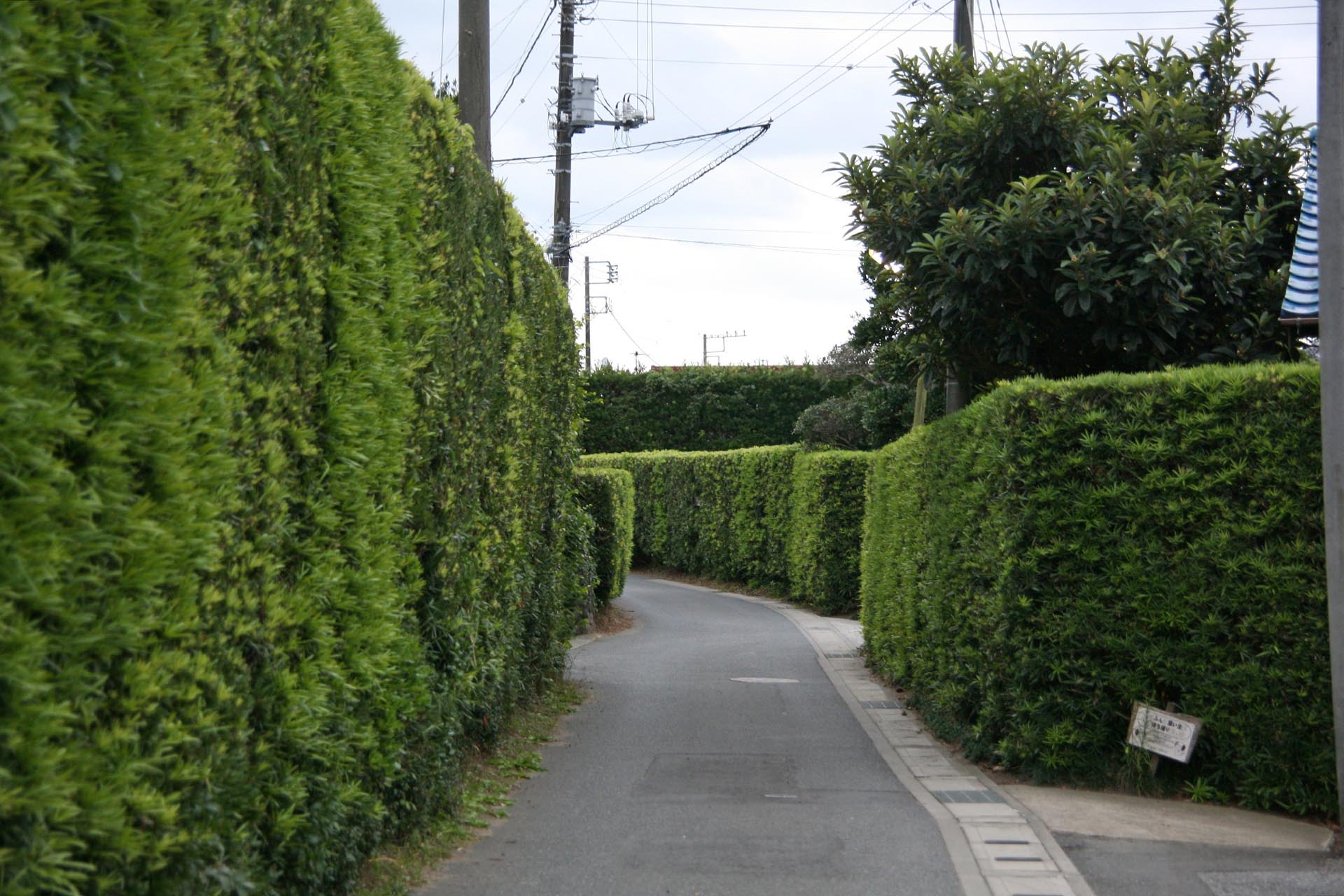 マキの生垣の続く館山の道　館山の風景　千葉の風景