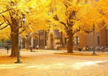 秋の東京大学構内の銀杏並木　東京の風景　東京の秋の風景　