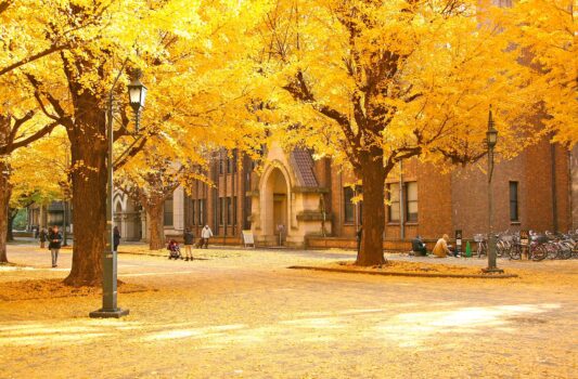 秋の東京大学構内の銀杏並木東京の風景　東京の秋の風景　