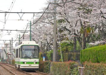 都電と桜　東京の桜の風景　春の東京の風景