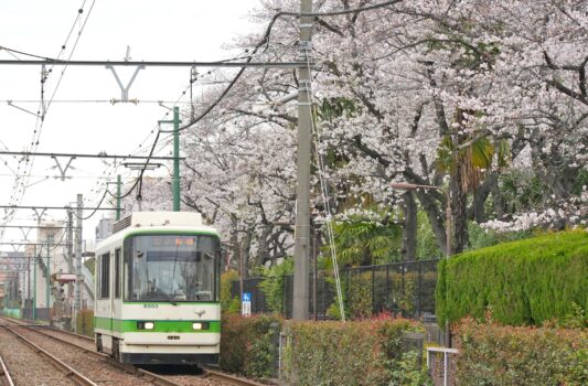 都電と桜　東京の桜の風景　春の東京の風景