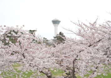 春の函館　桜と五稜郭タワー　春の北海道の風景
