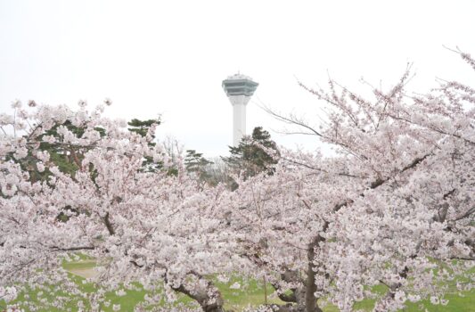 春の函館　桜と五稜郭タワー　春の北海道の風景