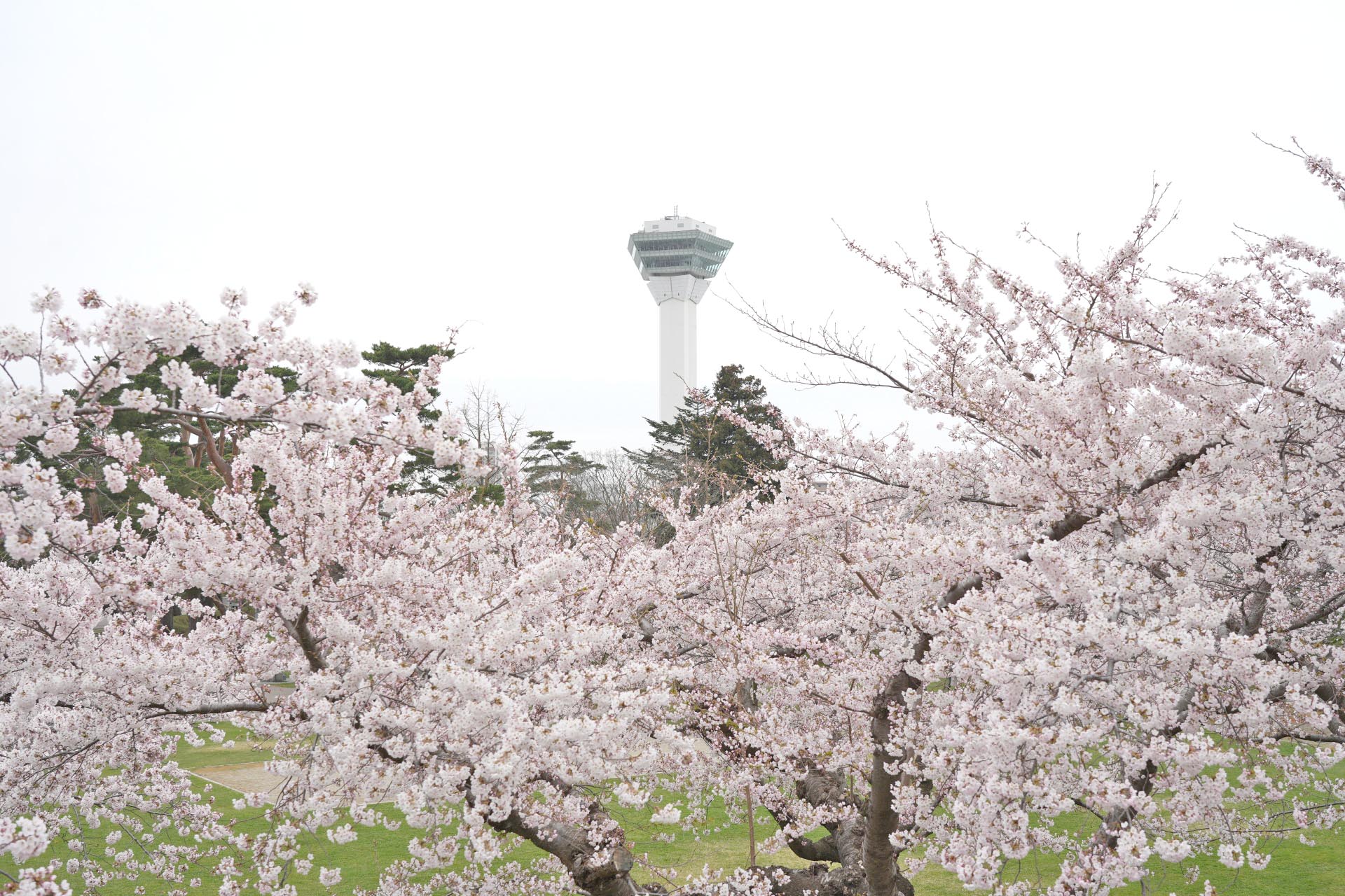 春の函館　桜と五稜郭タワー　春の北海道の風景