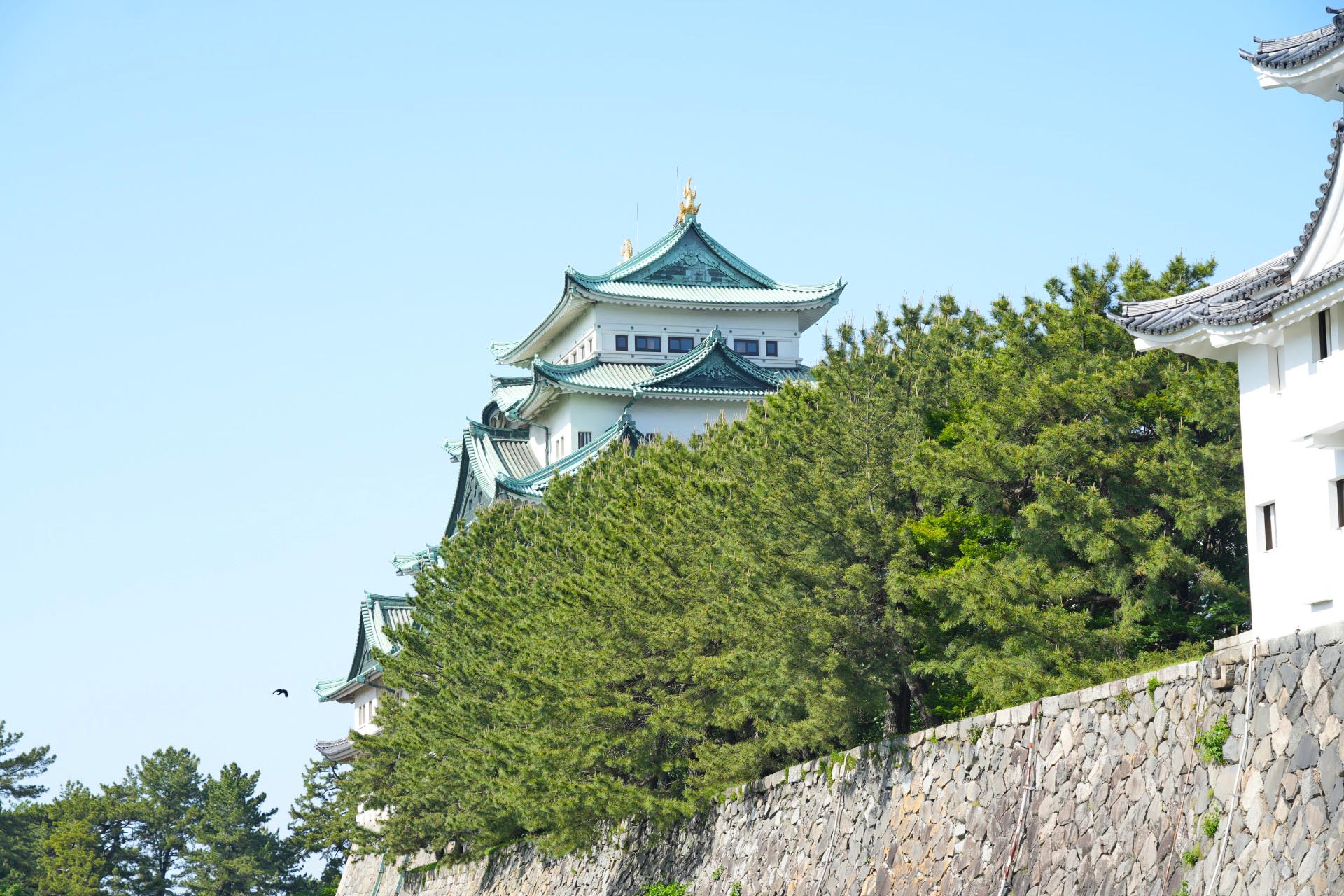初夏の名古屋城　愛知の城　5月の愛知の風景