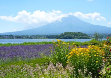 夏の富士山と河口湖と花の風景　夏の山梨の風景