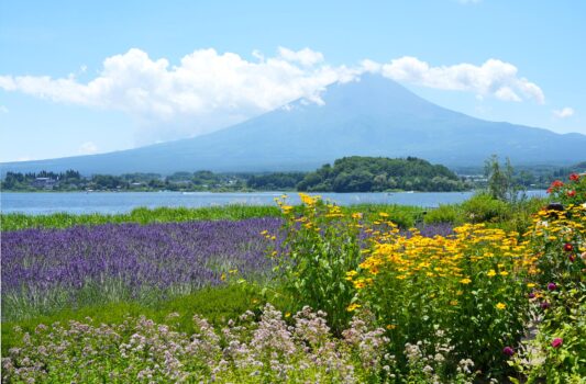 夏の富士山と河口湖と花の風景　夏の山梨の風景