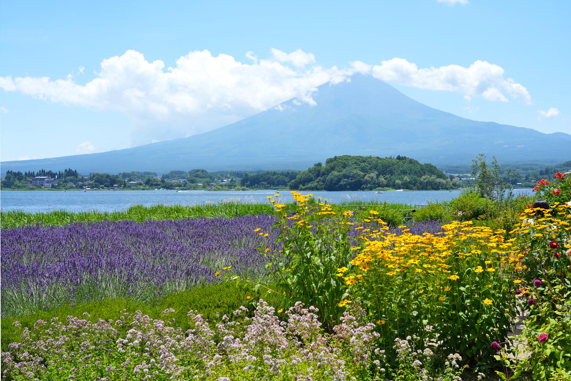 夏の富士山と河口湖と花の風景　夏の山梨の風景
