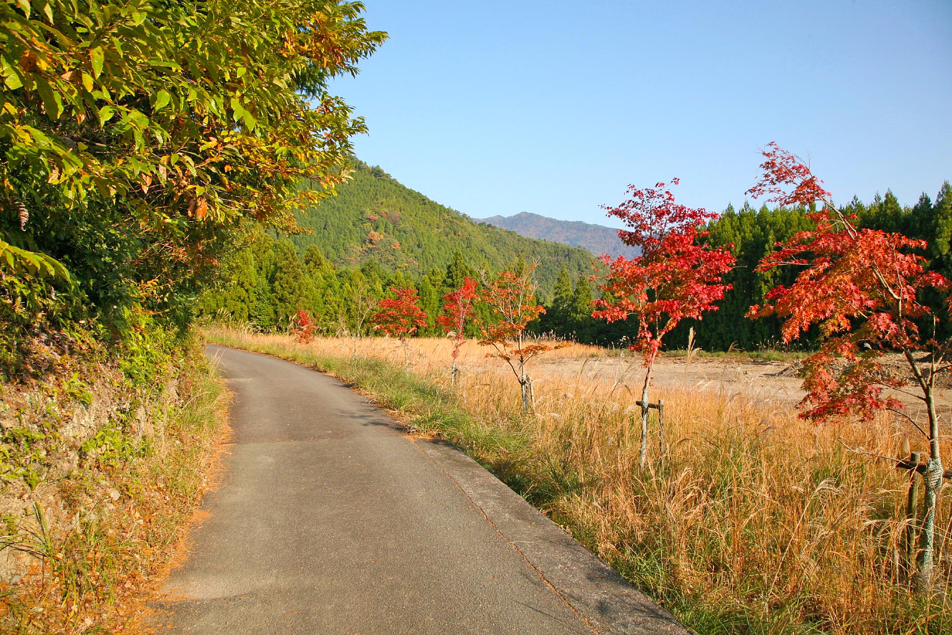 秋の熊野古道　秋の和歌山　和歌山の風景