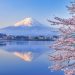 河口湖と桜と富士山　山梨の風景