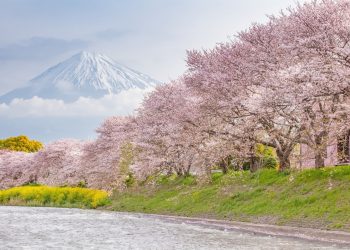 日本の春の美しい風景　富士と桜　