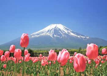 チューリップと富士山の風景　山中湖花の都公園　山梨の風景